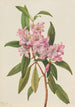 Rhododendron carolinianum RoseBay - Mary Vaux Walcott — näkymä teoksesta