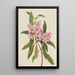 Rhododendron carolinianum RoseBay - Mary Vaux Walcott — kehystetty taideteos seinällä