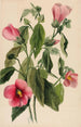 Sabbatia angularis - Mary Vaux Walcott — näkymä teoksesta