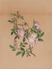 Rose mauve Hibiscus moscheutos - Mary Vaux Walcott — näkymä teoksesta