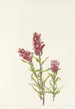 Castilleja pallida - Mary Vaux Walcott — näkymä teoksesta