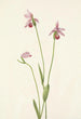 Pogonia ophioglossoides - Mary Vaux Walcott — näkymä teoksesta