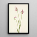 Pogonia ophioglossoides - Mary Vaux Walcott — kehystetty taideteos seinällä