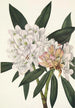 Rhododendron maximum RoseBay - Mary Vaux Walcott — näkymä teoksesta