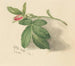 Rosebud - Mary Vaux Walcott — näkymä teoksesta
