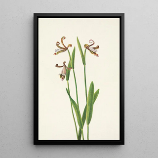 Mary Vaux Walcott - Rosebud Orchid Pogonia divaricata.webp