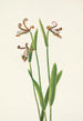 Pogonia divaricata - Mary Vaux Walcott — näkymä teoksesta