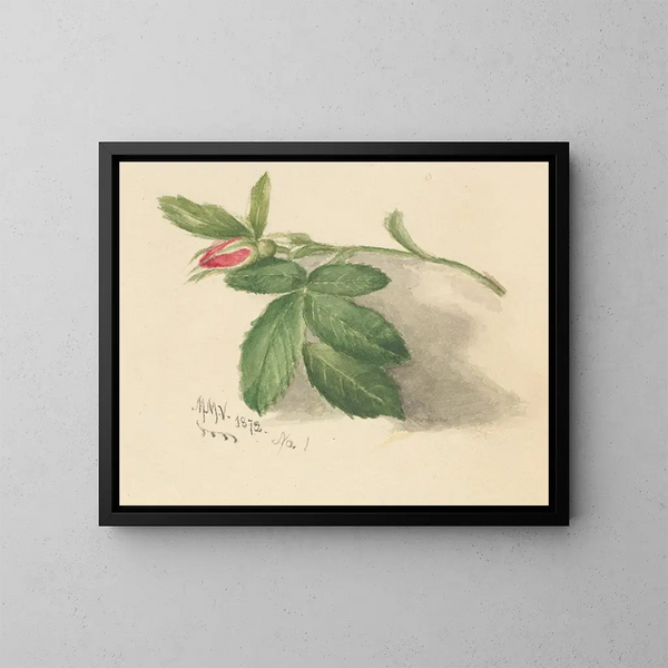 Rosebud - Mary Vaux Walcott — kehystetty taideteos seinällä