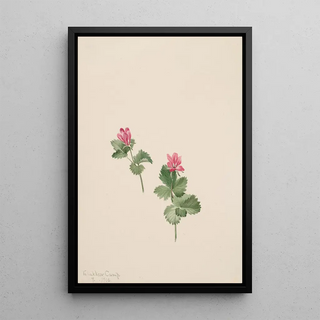 Mary Vaux Walcott - Rubus articus.webp