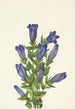 Gentiane à collerette Gentiana calycosa - Mary Vaux Walcott — näkymä teoksesta