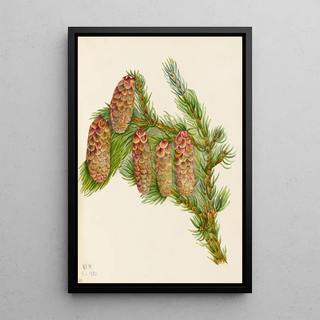 Mary Vaux Walcott - SAAM1970355715.webp