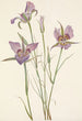 Mariposa à armoise Calochortus macrocarpus - Mary Vaux Walcott — näkymä teoksesta