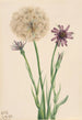 Salsifis Tragopogon porrifolius - Mary Vaux Walcott — näkymä teoksesta