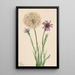 Salsifis Tragopogon porrifolius - Mary Vaux Walcott — kehystetty taideteos seinällä