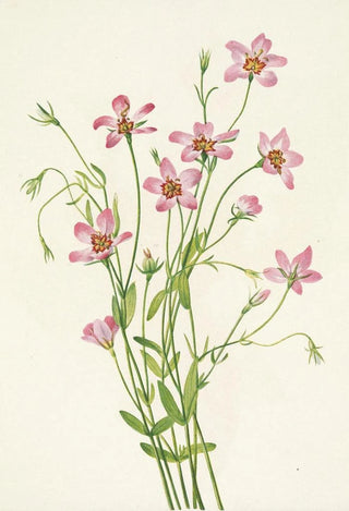Mary Vaux Walcott - Saltmarsh Rosegentian Sabbatia stellaris.webp