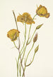 Mariposa de San Diego Calochortus weedii - Mary Vaux Walcott — näkymä teoksesta