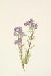 Phacélie des sables Phacelia linearis - Mary Vaux Walcott — näkymä teoksesta
