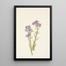 Phacélie des sables Phacelia linearis - Mary Vaux Walcott — kehystetty taideteos seinällä