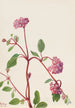 Verveine des sables Abronia umbellata - Mary Vaux Walcott — näkymä teoksesta