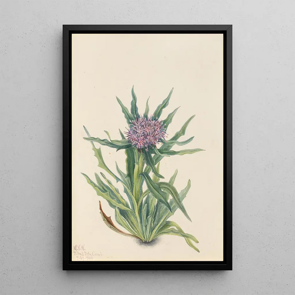 Mary Vaux Walcott - Saussurea Saussurea densa.webp