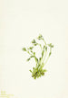 Saxifrage Saxifraga caespitosa - Mary Vaux Walcott — näkymä teoksesta