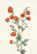 Mauve globe écarlate Sphaeralcea grossulariaefolia - Mary Vaux Walcott — näkymä teoksesta