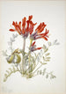 Loco écarlate Astragalus coccineus - Mary Vaux Walcott — näkymä teoksesta