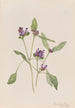 Prunelle commune Prunella vulgaris - Mary Vaux Walcott — näkymä teoksesta