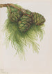 Séquoia géant Sequoia gigantea - Mary Vaux Walcott — näkymä teoksesta