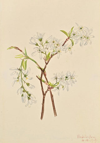 Mary Vaux Walcott - Shadbush Amelianchier oblongifolia.webp