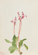 Dodecatheon hendersonii - Mary Vaux Walcott — näkymä teoksesta