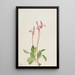 Dodecatheon hendersonii - Mary Vaux Walcott — kehystetty taideteos seinällä