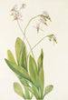 Dodecatheon meadia - Mary Vaux Walcott — näkymä teoksesta