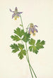 Ancolie à éperon court Aquilegia brevistyla - Mary Vaux Walcott — näkymä teoksesta