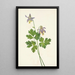 Ancolie à éperon court Aquilegia brevistyla - Mary Vaux Walcott — kehystetty taideteos seinällä