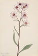Aster conspicuus - Mary Vaux Walcott — näkymä teoksesta