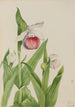 Sabot de la Vierge Cypripedium reginae - Mary Vaux Walcott — näkymä teoksesta