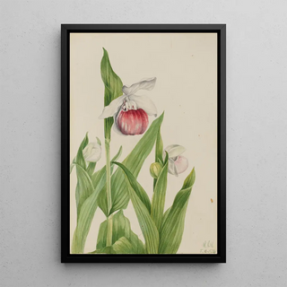 Mary Vaux Walcott - Showy Ladys Slipper Cypripedium reginae.webp