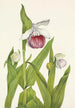 Sabot de la Vierge Cypripedium reginae - Mary Vaux Walcott — näkymä teoksesta