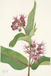 Asclépiade speciosa - Mary Vaux Walcott — näkymä teoksesta