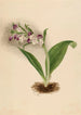 Orchidées spectaculaires Orchis spectabilis - Mary Vaux Walcott — näkymä teoksesta