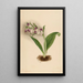 Orchidées spectaculaires Orchis spectabilis - Mary Vaux Walcott — kehystetty taideteos seinällä