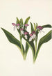 Orchis spectaculaires Orchis spectabilis - Mary Vaux Walcott — näkymä teoksesta