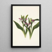 Orchis spectaculaires Orchis spectabilis - Mary Vaux Walcott — kehystetty taideteos seinällä