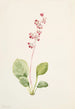 Pyrole asarifolia - Mary Vaux Walcott — näkymä teoksesta