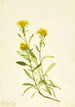 Solidage ciliosa - Mary Vaux Walcott — näkymä teoksesta