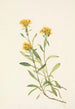 Solidage ciliosa - Mary Vaux Walcott — näkymä teoksesta