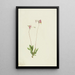 Dodecatheon pauciflorum - Mary Vaux Walcott — kehystetty taideteos seinällä