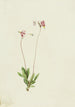 Dodecatheon pauciflorum - Mary Vaux Walcott — näkymä teoksesta