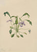 Etelän piikkivioletti Viola digitata - Mary Vaux Walcott — näkymä teoksesta